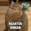Meme Kucing 😼 (wt5prgyh3z)