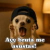 🧿Chihuahua Chido🐶😂 (3mrwn6qyjx)