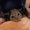 ⋆🐾 gatos tristes ᓚ₍ ^•⁠ ⁠ᴥ •^₎ (trh5wsn3pk)