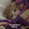 ⋆🐾 gatos tristes ᓚ₍ ^•⁠ ⁠ᴥ •^₎ (h7jfkq438t)