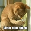 قطط مضحكة: ماتور سوون 🐱 (5kz6qg8hvy)