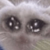 ⋆🐾 gatos tristes ᓚ₍ ^•⁠ ⁠ᴥ •^₎ (7vmsxrth84)