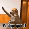 Perrito opinando 🐕☝️ (sgywhbpzq3)