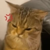 MEME KUCING GELO 😹 (zsqhwd65t2)
