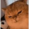 قط راضٍ