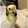 ببغاء مسؤول