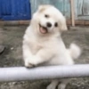 🐶🐕🦴PERRITOS | DOGS 2🦴🐕🐶 (23kxq4t6sb)