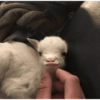 صورة مقربة لماعز