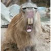 ابتسامة أسنان
