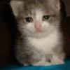 ⋆🐾 gatos tristes ᓚ₍ ^•⁠ ⁠ᴥ •^₎ (b3jpxsd7ch)