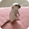 ملصقات فئران للدردشة 🐭❤️ (g2vj5fzc3y)