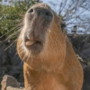 لسان مرح