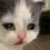 🐱💔😢 قطط حزينة 😢💔🐱 (mc2jzsbq63)