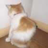 ⋆🐾 gatos tristes ᓚ₍ ^•⁠ ⁠ᴥ •^₎ (4sdf582xry)