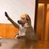 Perrito opinando 🐕☝️ (46ch7bqmvs)