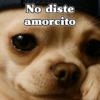 🧿Chihuahua Chido🐶😂 (6xymc5kvzs)