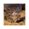 قطة تبكي