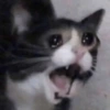 🐱💔😢 قطط حزينة 😢💔🐱 (v7g2zjyxh5)