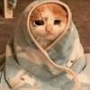 🐱💔😢 قطط حزينة 😢💔🐱 (fy639tgqh4)