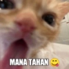 قطط مضحكة: ماتور سوون 🐱 (zw4pky3gh2)