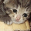 ⋆🐾 gatos tristes ᓚ₍ ^•⁠ ⁠ᴥ •^₎ (vmtyc53d8s)