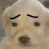 🐶🐕🦴PERRITOS | DOGS 2🦴🐕🐶 (krmbhcfn64)