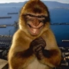 Monyet monkey tren