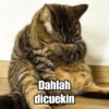 قطط مضحكة: ماتور سوون 🐱 (zvnshcx6kp)