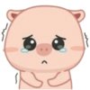 Anak Babi Lucu (zn36sgjwpv)