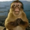 Monyet monkey tren