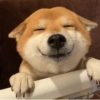 تفاعلات الكلاب 🐶✨ (3756qrfypb)