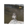 Macaco