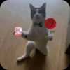 قطة مع وردة ومؤقت