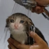 🐱💔😢 قطط حزينة 😢💔🐱 (mg8nkdzjpv)