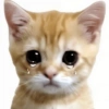 🐱💔😢 قطط حزينة 😢💔🐱 (zc43n97qsh)