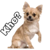 Chihuahuas random (hxbyq4kdjc)
