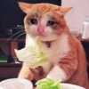 🐱💔😢 قطط حزينة 😢💔🐱 (wkvyh2d68z)