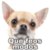 Chihuahuas random (grqd3vby9t)