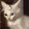 قطط غاضبة (nd6vrfpcbt)
