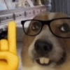 PerrOoZZ🐕🐶 (hgbsnjf2zc)