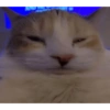 قطط غاضبة (k5n273mqp6)
