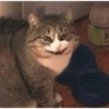 قطط غاضبة (x8dcyqpjrf)