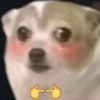 PerrOoZZ🐕🐶 (szy73jgfpv)