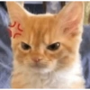 قطط غاضبة (q53sdywzf7)