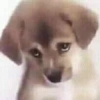 PerrOoZZ🐕🐶 (7tvkq45gd3)