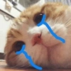 قطط وقطط حزينة 😭 (xqvy8fz64b)