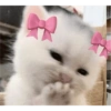 خجول بأشرطة