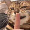 لمسة الأنف