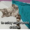 Frases gatos 👑 (x8jt6q9hrp)