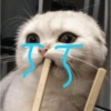 قطط وقطط حزينة 😭 (6xycbv9rs3)